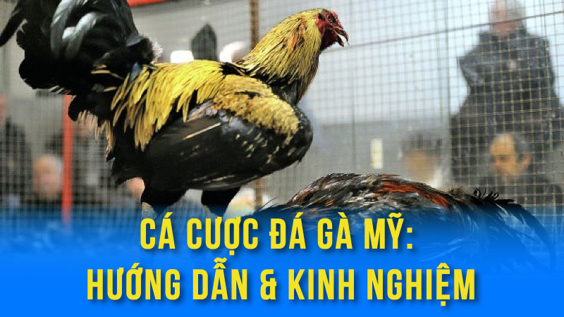 Cá Cược Đá Gà Mỹ: Hướng Dẫn & Kinh Nghiệm 5 da ga My 01