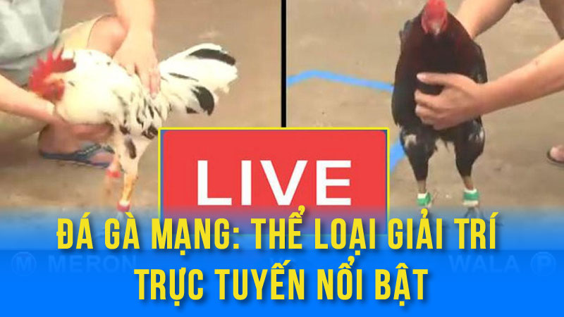 Đá Gà Mạng: Thể Loại Giải Trí Trực Tuyến Nổi Bật 2 da ga mang 01