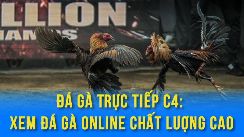 Đá Gà Trực Tiếp C4: Xem Đá Gà Online Chất Lượng Cao 4 da ga truc tiep c4 01