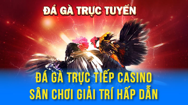 Đá Gà Trực Tiếp Casino - Sân Chơi Giải Trí Hấp Dẫn 3 da ga truc tiep casino 01